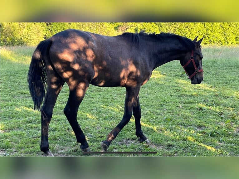 Zangersheide Caballo castrado 2 años 170 cm Musgo marrón in Hellertshausen