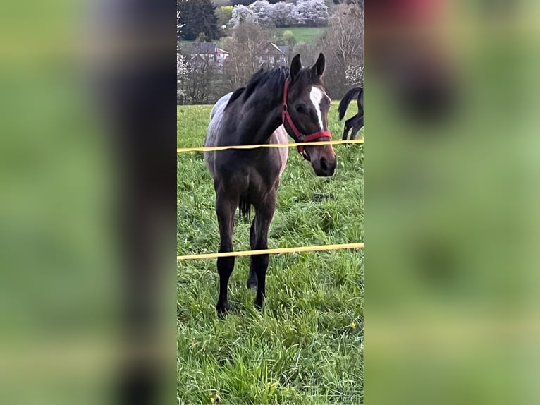 Zangersheide Caballo castrado 2 años 170 cm Musgo marrón in Hellertshausen