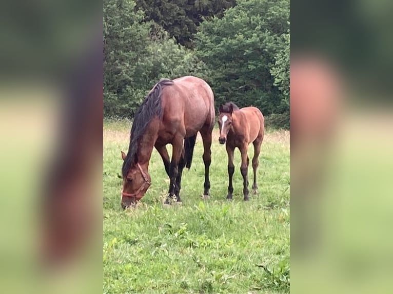 Zangersheide Caballo castrado 2 años 170 cm Musgo marrón in Hellertshausen