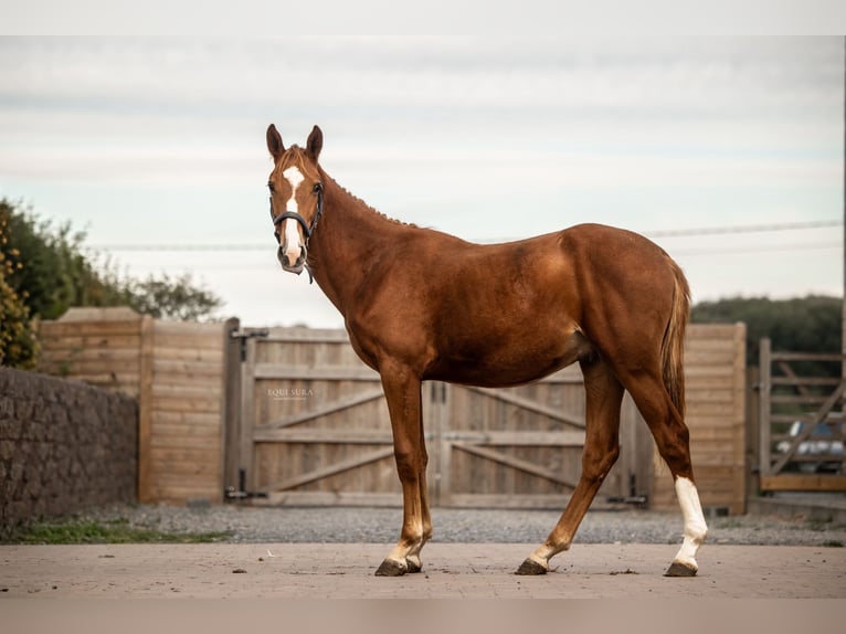 Zangersheide Caballo castrado 2 años  in Geetbets