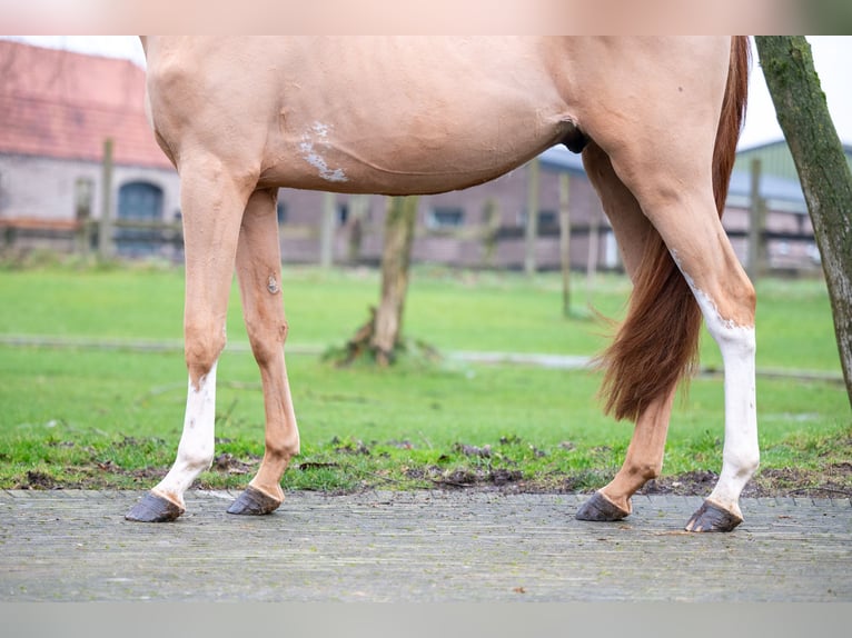 Zangersheide Caballo castrado 3 años 100 cm in GROTE-BROGEL