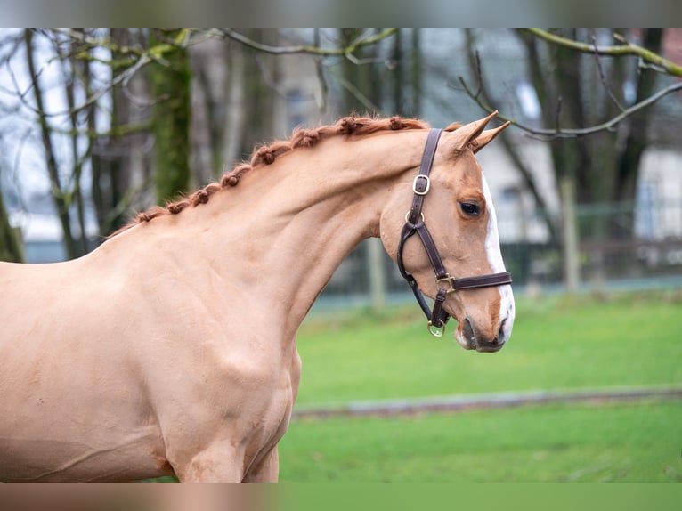 Zangersheide Caballo castrado 3 años 100 cm in GROTE-BROGEL