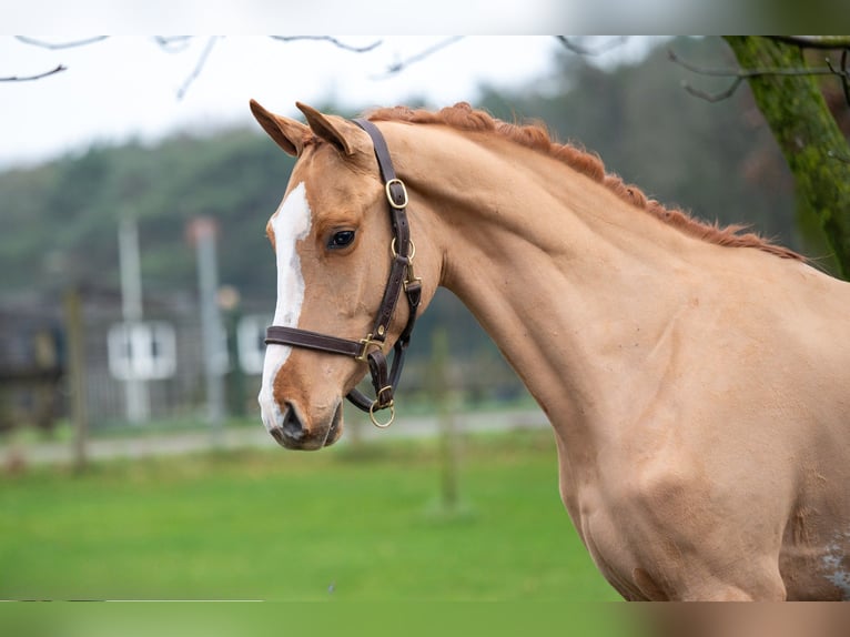 Zangersheide Caballo castrado 3 años 100 cm in GROTE-BROGEL