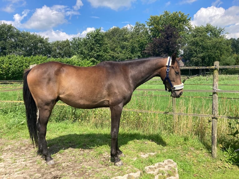 Zangersheide Caballo castrado 3 años 153 cm Castaño oscuro in Ommen