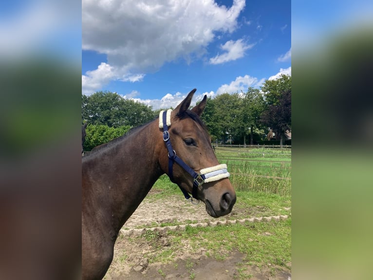 Zangersheide Caballo castrado 3 años 153 cm Castaño oscuro in Ommen