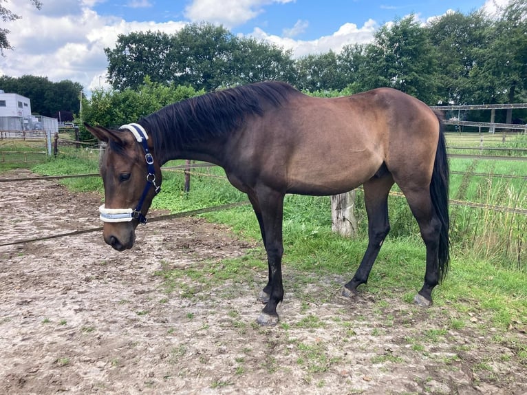 Zangersheide Caballo castrado 3 años 153 cm Castaño oscuro in Ommen