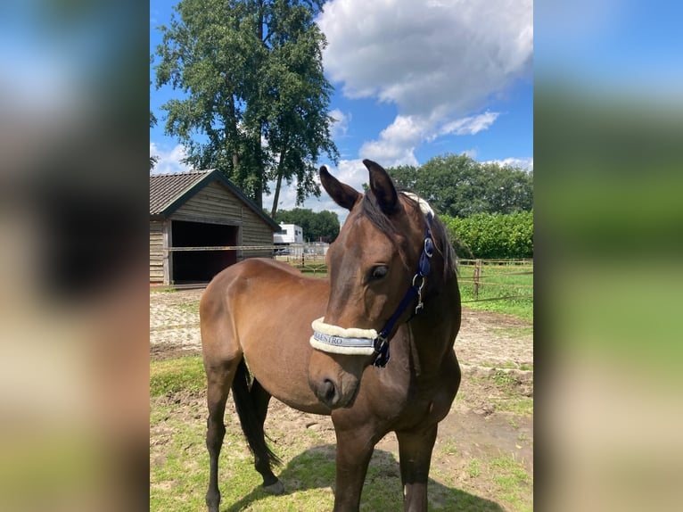 Zangersheide Caballo castrado 3 años 153 cm Castaño oscuro in Ommen