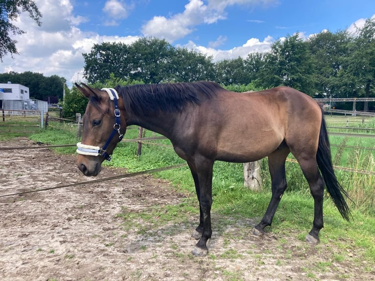 Zangersheide Caballo castrado 3 años 153 cm Castaño oscuro in Ommen