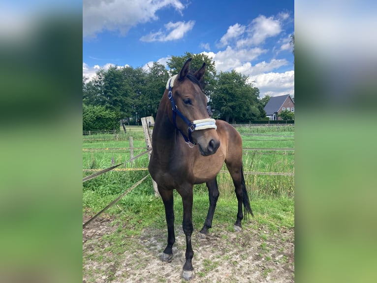 Zangersheide Caballo castrado 3 años 153 cm Castaño oscuro in Ommen