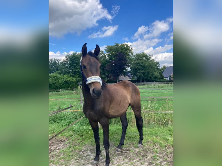 Zangersheide Caballo castrado 3 años 153 cm Castaño oscuro in Ommen