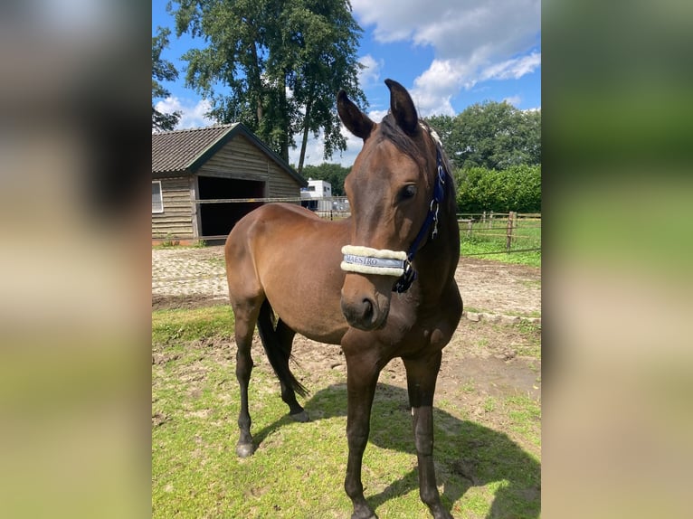 Zangersheide Caballo castrado 3 años 153 cm Castaño oscuro in Ommen