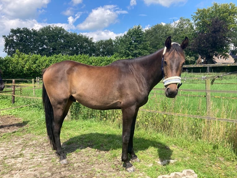 Zangersheide Caballo castrado 3 años 153 cm Castaño oscuro in Ommen