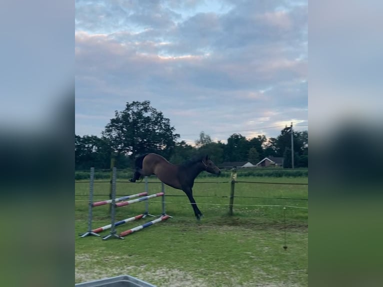 Zangersheide Caballo castrado 3 años 153 cm Castaño oscuro in Ommen