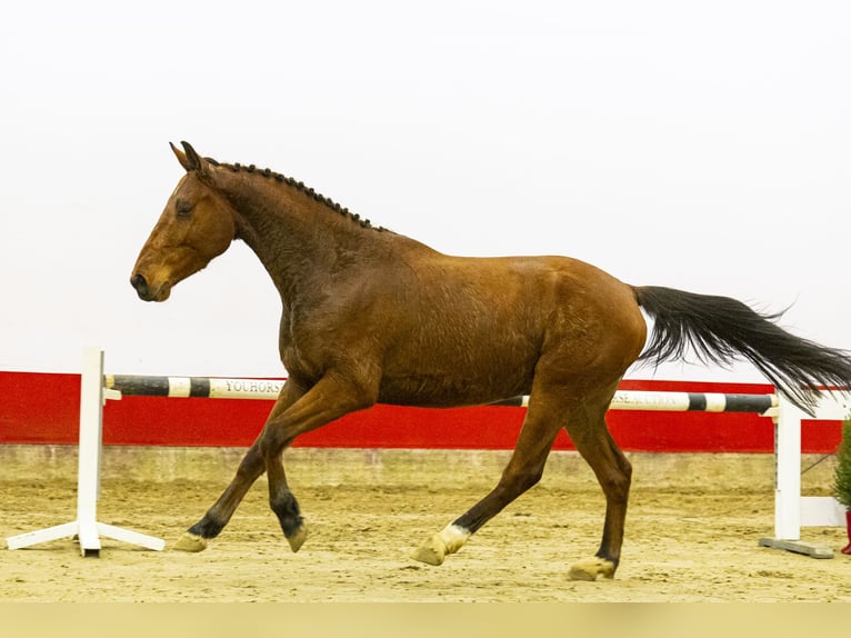 Zangersheide Caballo castrado 3 años 156 cm Castaño in Waddinxveen