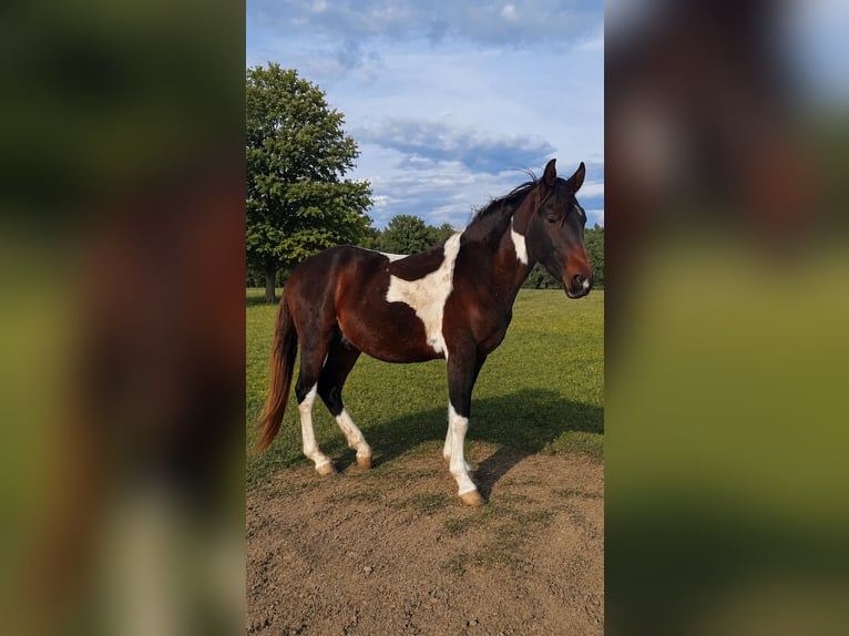 Zangersheide Caballo castrado 3 años 157 cm Pío in Grötsch