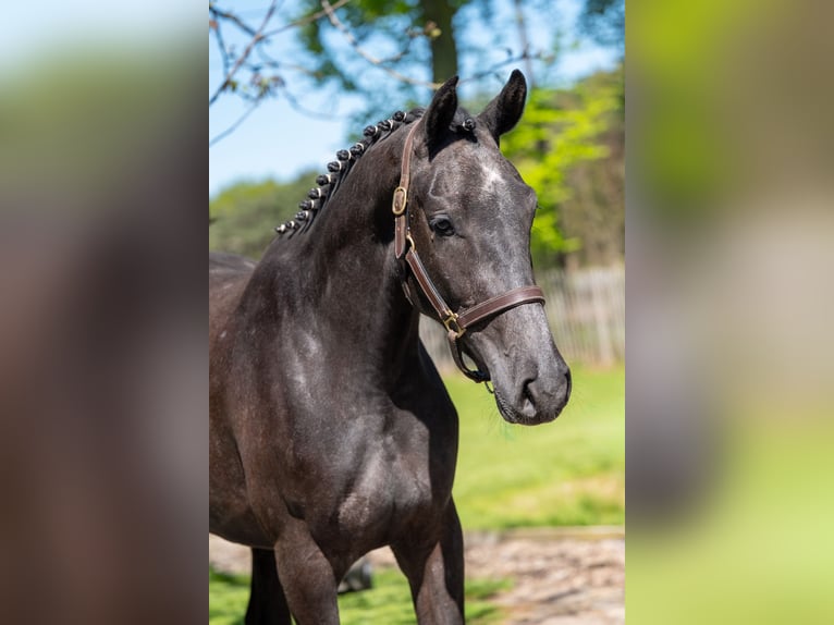 Zangersheide Caballo castrado 3 años 161 cm  in GROTE-BROGEL