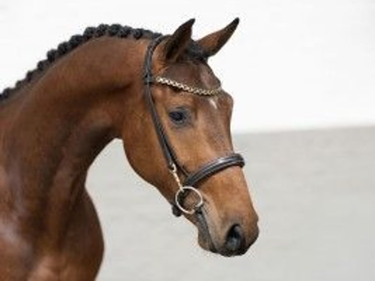 Zangersheide Caballo castrado 3 años 161 cm Castaño in Heerde