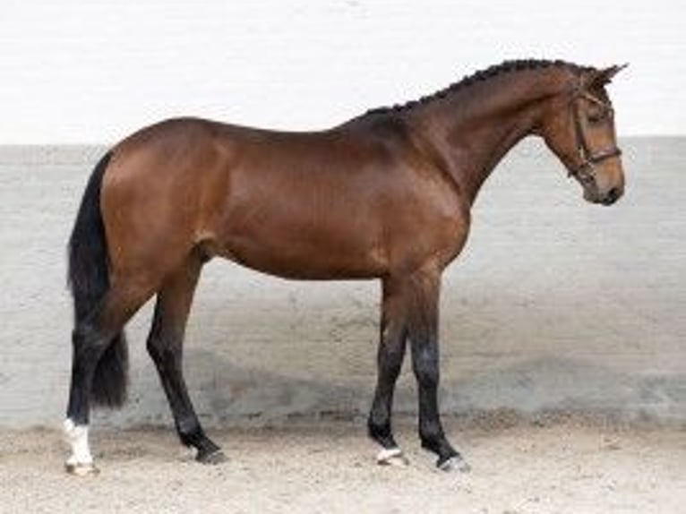 Zangersheide Caballo castrado 3 años 161 cm Castaño in Heerde