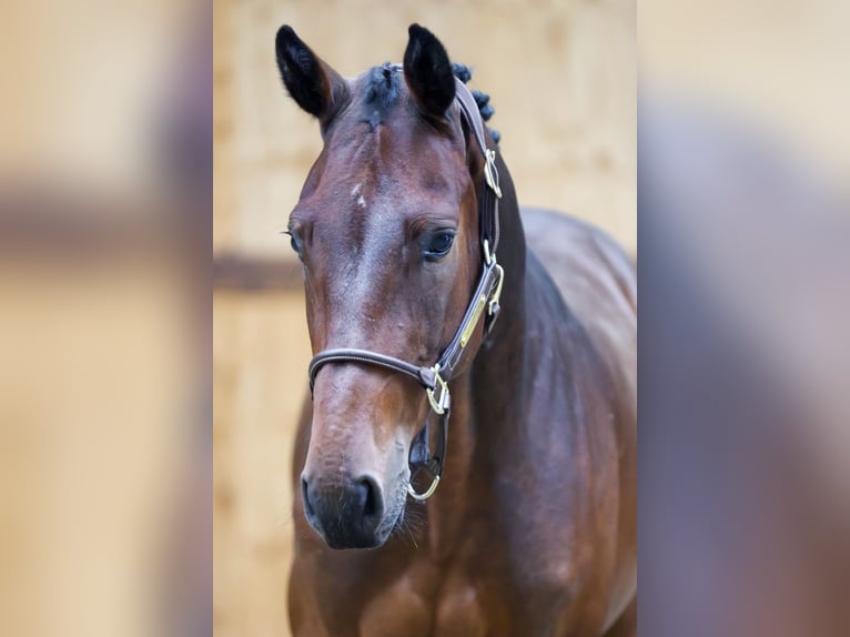 Zangersheide Caballo castrado 3 años 161 cm Castaño in Kinrooi