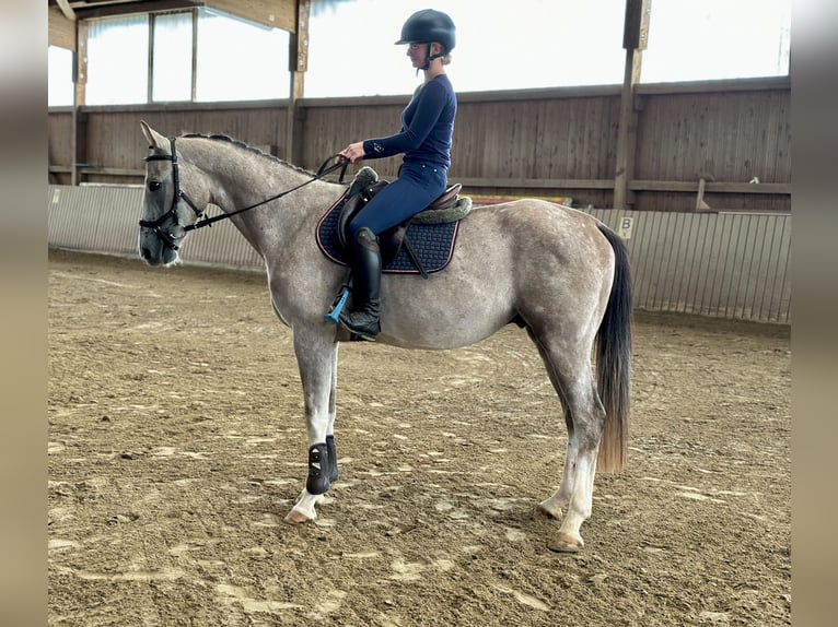 Zangersheide Caballo castrado 3 años 161 cm Tordo in Merzig