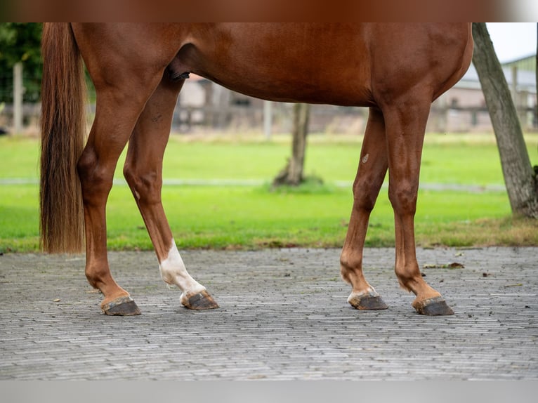 Zangersheide Caballo castrado 3 años 163 cm Alazán in GROTE-BROGEL