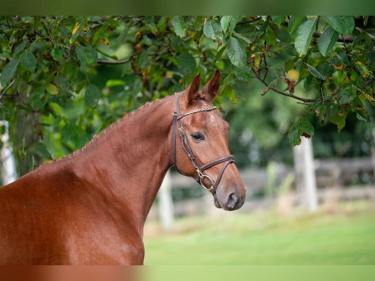 Zangersheide Caballo castrado 3 años 163 cm Alazán in GROTE-BROGEL