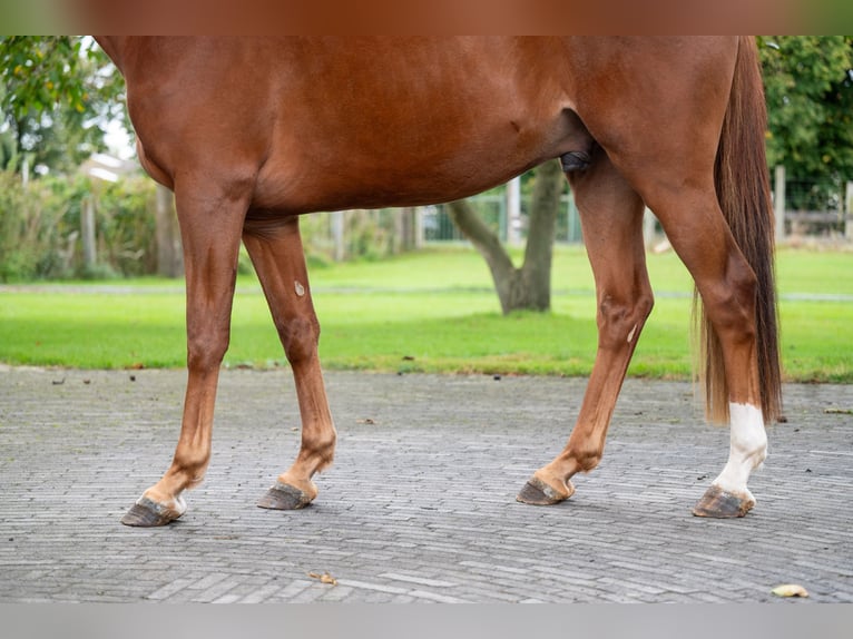 Zangersheide Caballo castrado 3 años 163 cm Alazán in GROTE-BROGEL