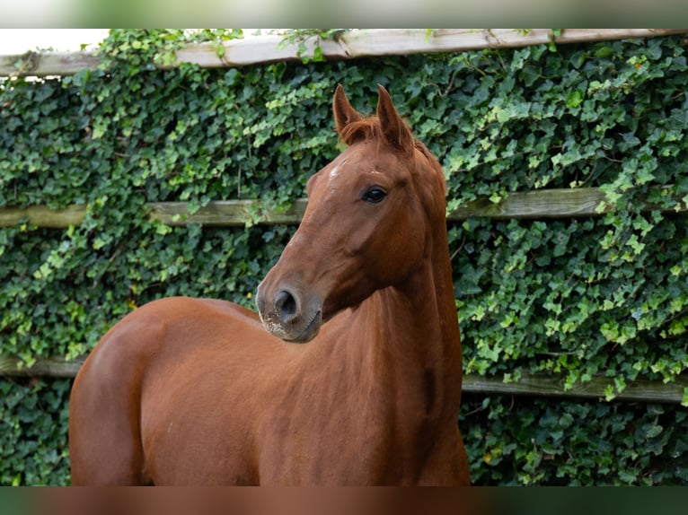 Zangersheide Caballo castrado 3 años 163 cm Alazán in Waddinxveen Zangersheide Caballo castrado 3 años 163 cm Alazán in Waddinxveen