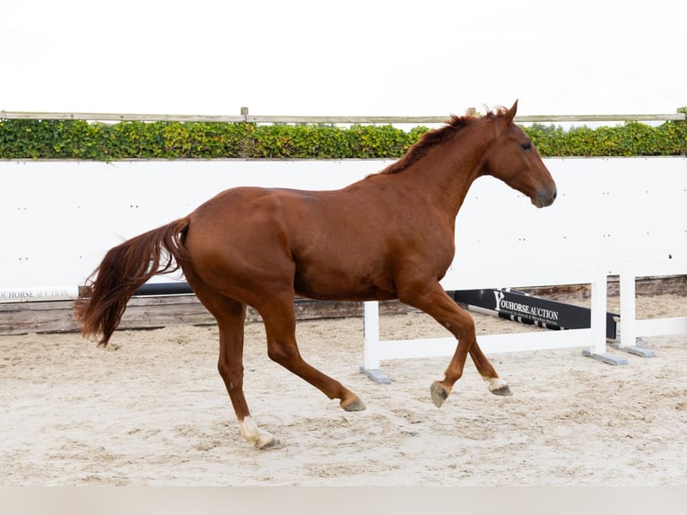 Zangersheide Caballo castrado 3 años 163 cm Alazán in Waddinxveen Zangersheide Caballo castrado 3 años 163 cm Alazán in Waddinxveen