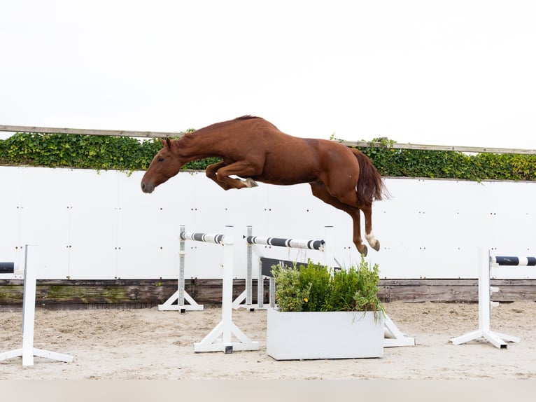 Zangersheide Caballo castrado 3 años 163 cm Alazán in Waddinxveen Zangersheide Caballo castrado 3 años 163 cm Alazán in Waddinxveen