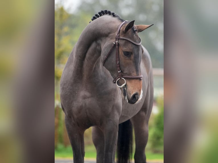 Zangersheide Caballo castrado 3 años 163 cm Negro in Bladel