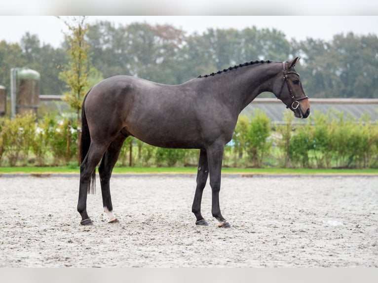 Zangersheide Caballo castrado 3 años 163 cm Negro in Bladel