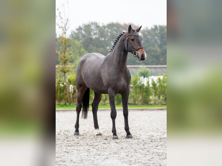 Zangersheide Caballo castrado 3 años 163 cm Negro in Bladel