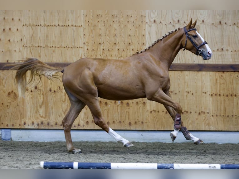 Zangersheide Caballo castrado 3 años 164 cm Alazán in Kinrooi