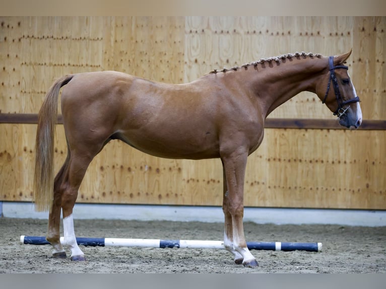 Zangersheide Caballo castrado 3 años 164 cm Alazán in Kinrooi