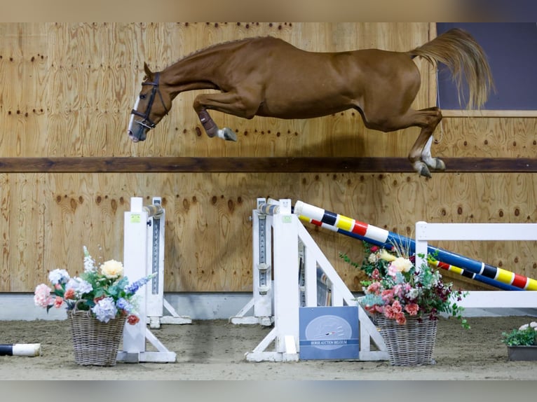 Zangersheide Caballo castrado 3 años 164 cm Alazán in Kinrooi