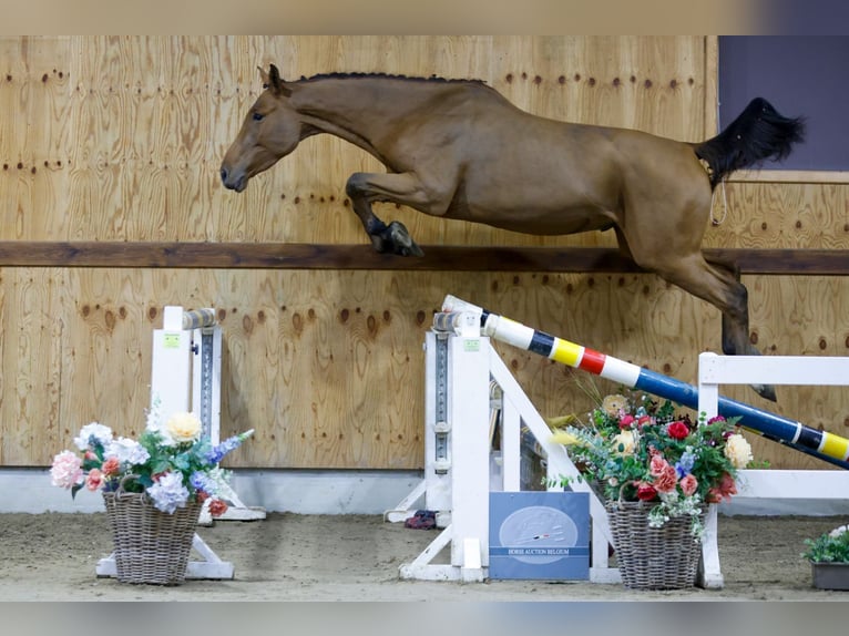 Zangersheide Caballo castrado 3 años 164 cm Castaño rojizo in Kinrooi