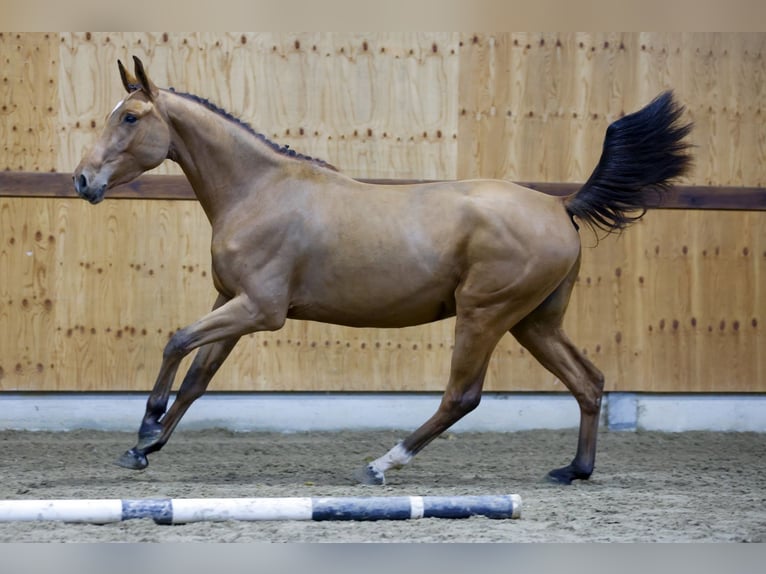 Zangersheide Caballo castrado 3 años 164 cm Castaño rojizo in Kinrooi