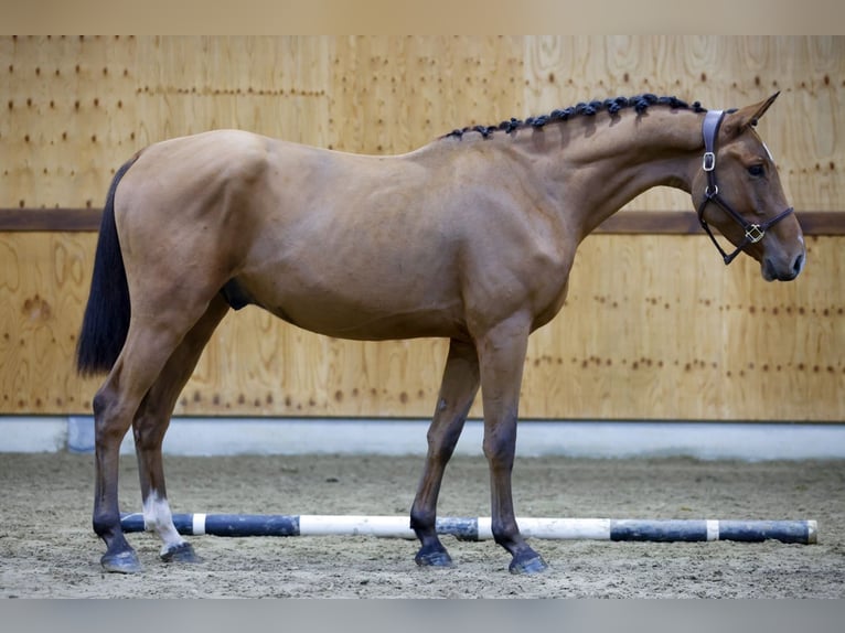 Zangersheide Caballo castrado 3 años 164 cm Castaño rojizo in Kinrooi