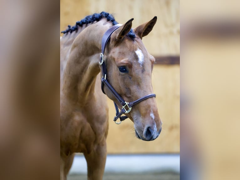 Zangersheide Caballo castrado 3 años 164 cm Castaño rojizo in Kinrooi