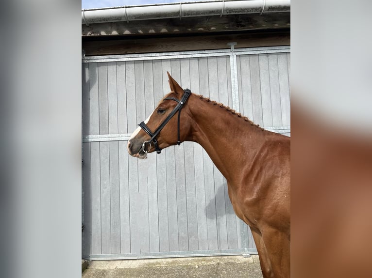Zangersheide Caballo castrado 3 años 165 cm Alazán in Gembloux