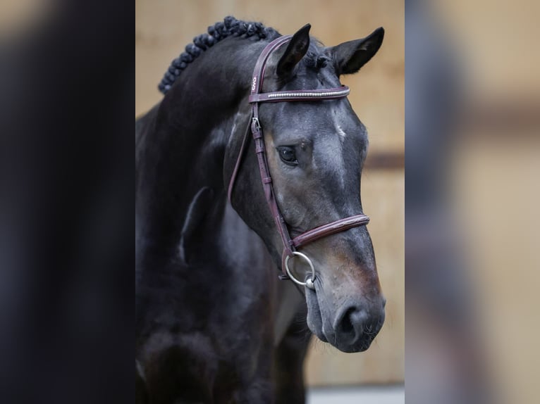 Zangersheide Caballo castrado 3 años 165 cm Castaño in Kinrooi