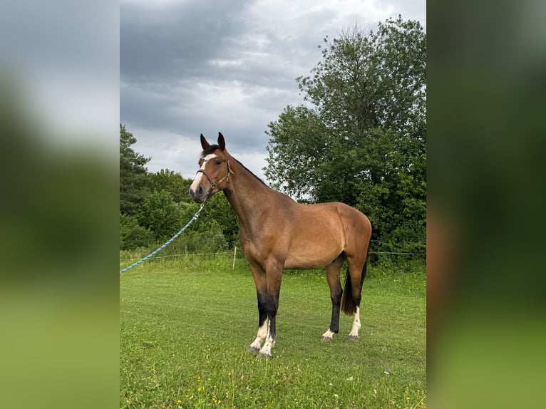 Zangersheide Caballo castrado 3 años 165 cm Castaño in Rajec