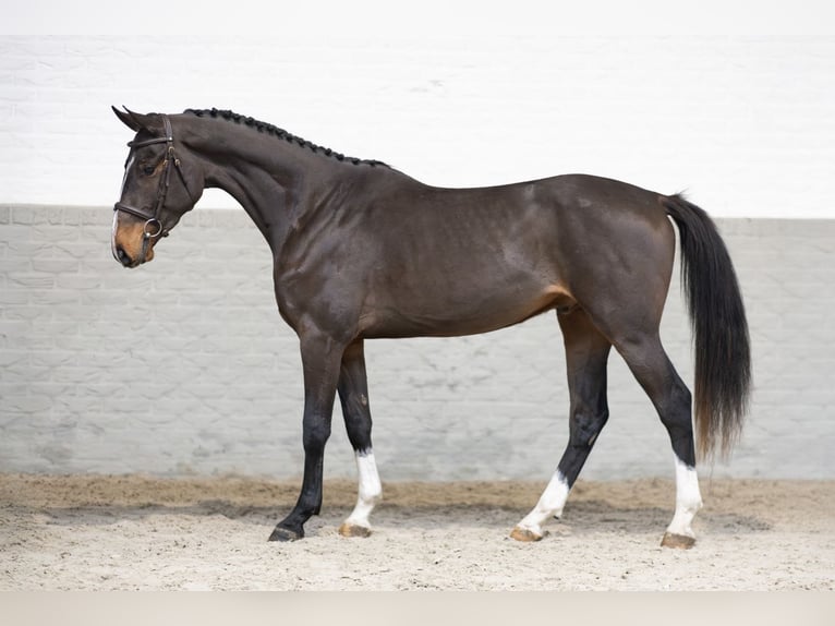 Zangersheide Caballo castrado 3 años 165 cm Castaño oscuro in Heerde