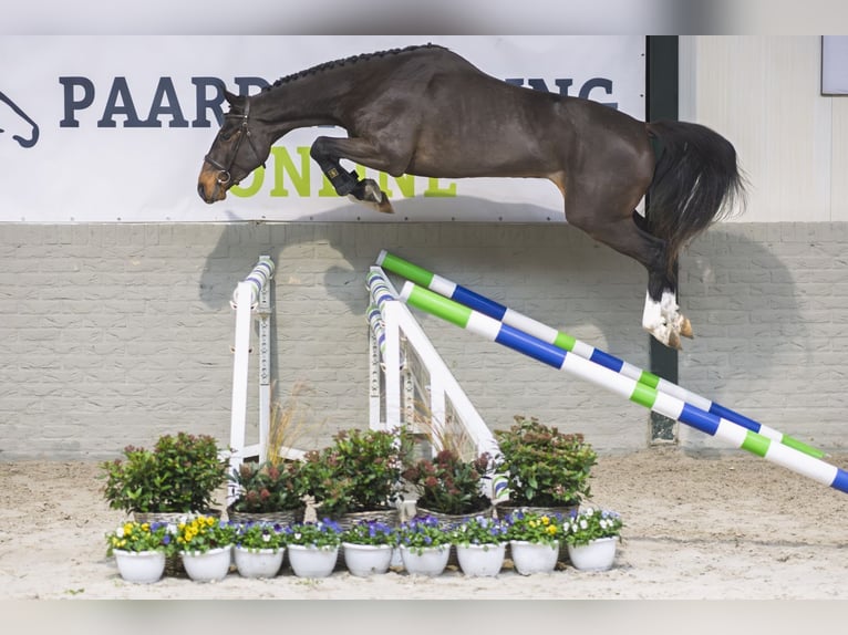 Zangersheide Caballo castrado 3 años 165 cm Castaño oscuro in Heerde