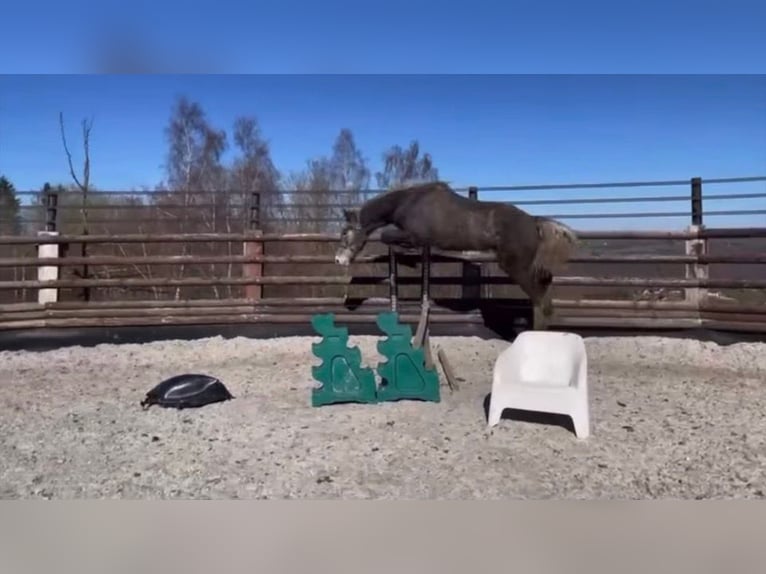 Zangersheide Caballo castrado 3 años 165 cm Tordo in Liege