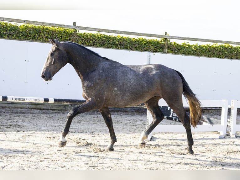 Zangersheide Caballo castrado 3 años 165 cm Tordo in Waddinxveen