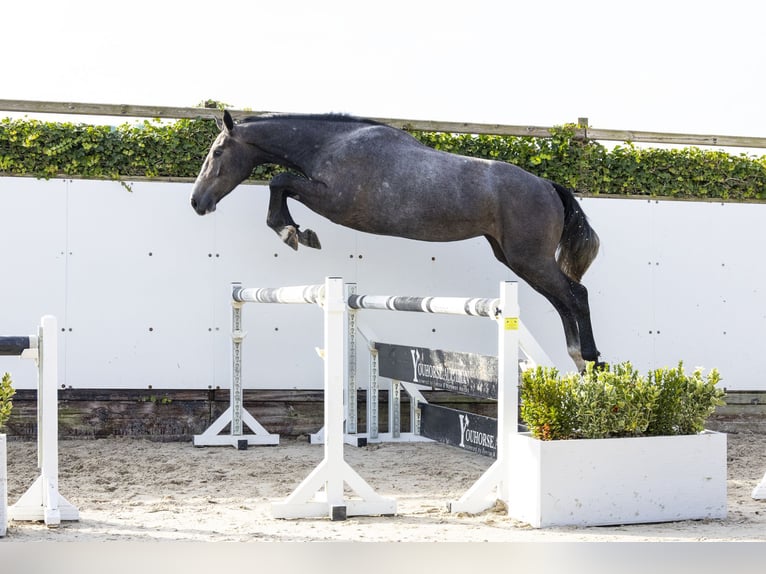 Zangersheide Caballo castrado 3 años 165 cm Tordo in Waddinxveen