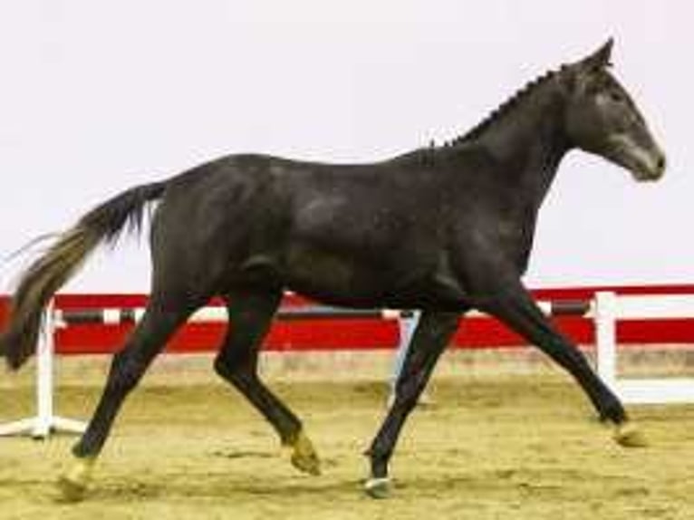 Zangersheide Caballo castrado 3 años 165 cm Tordo in Waddinxveen