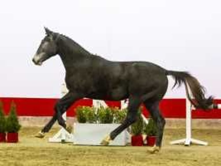 Zangersheide Caballo castrado 3 años 165 cm Tordo in Waddinxveen